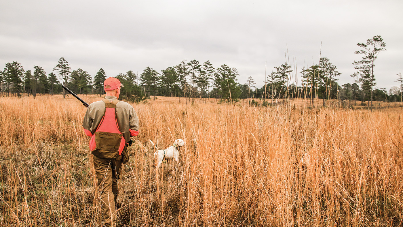 Hunter in field with pheasants